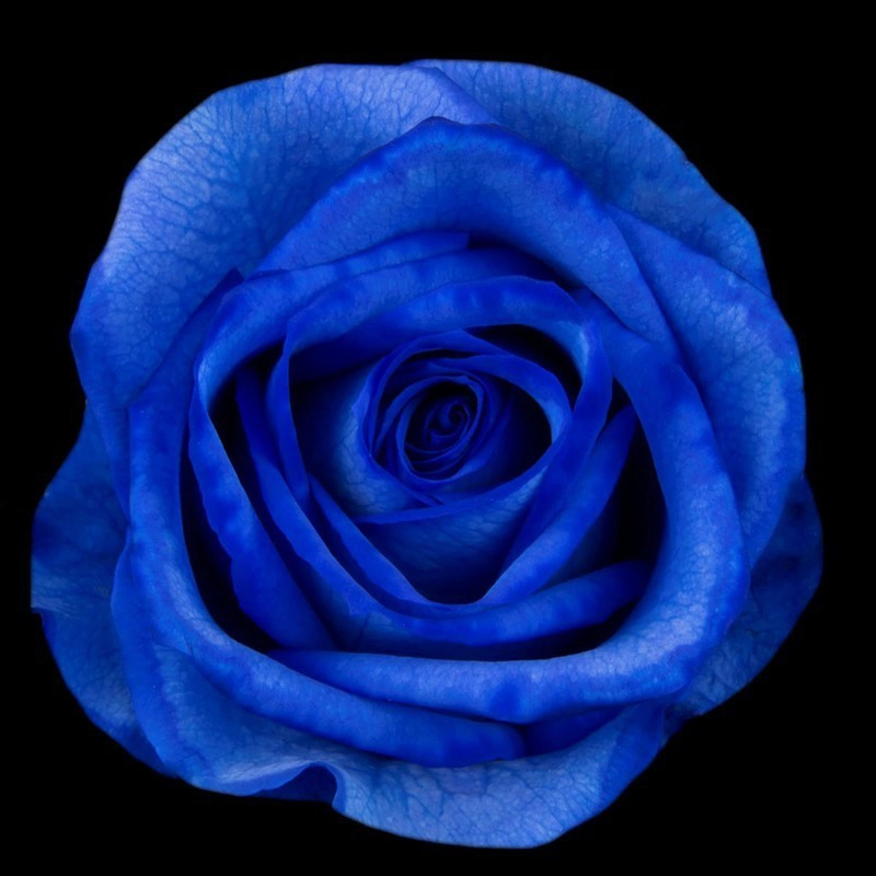 Blue Tinted Roses