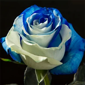 Blue & White
