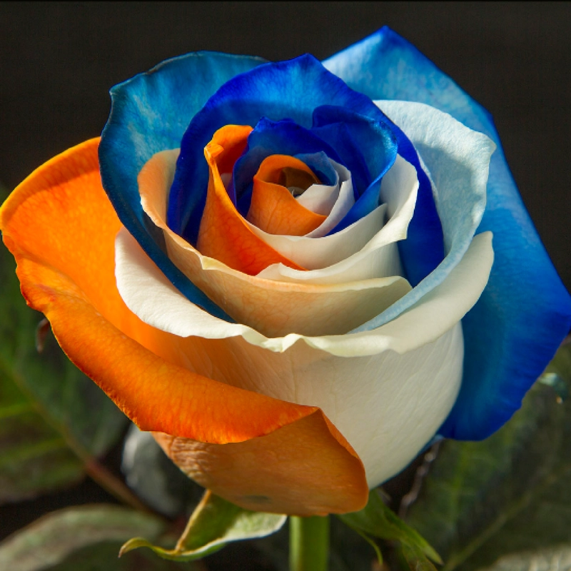 Blue, White & Orange
