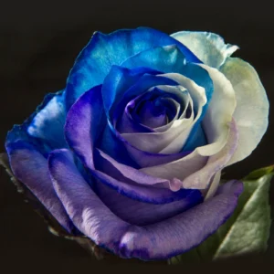 Blue, White & Purple