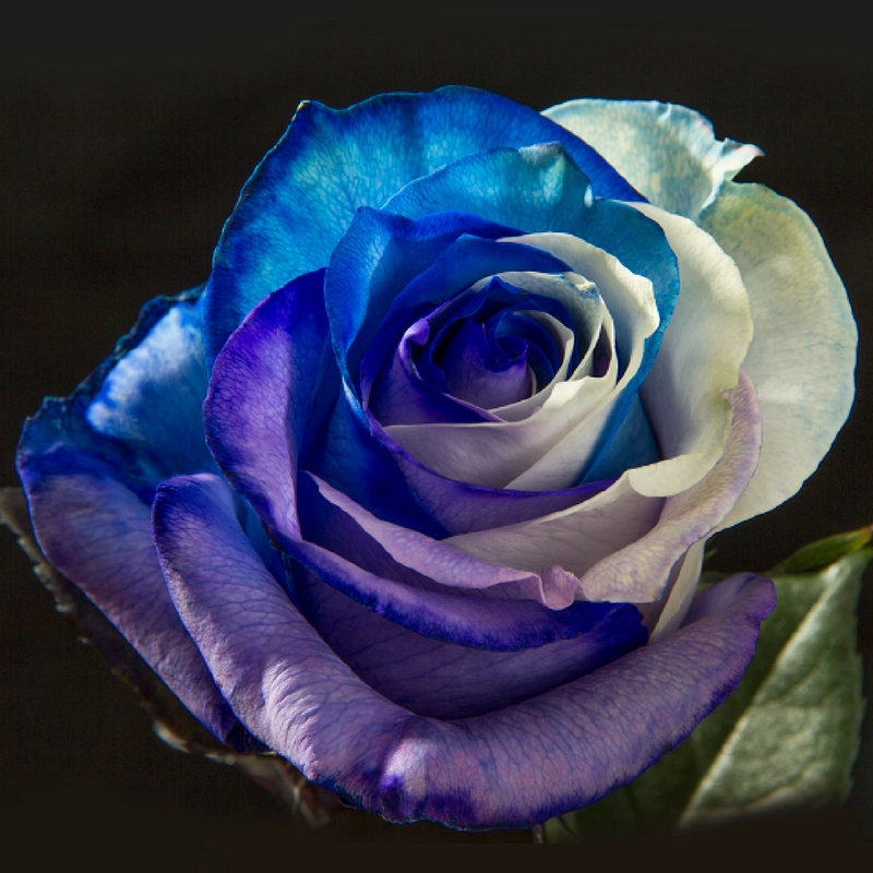 Blue, White & Purple
