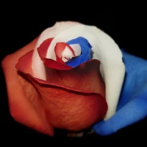 Blue, White & Red Tinted Roses