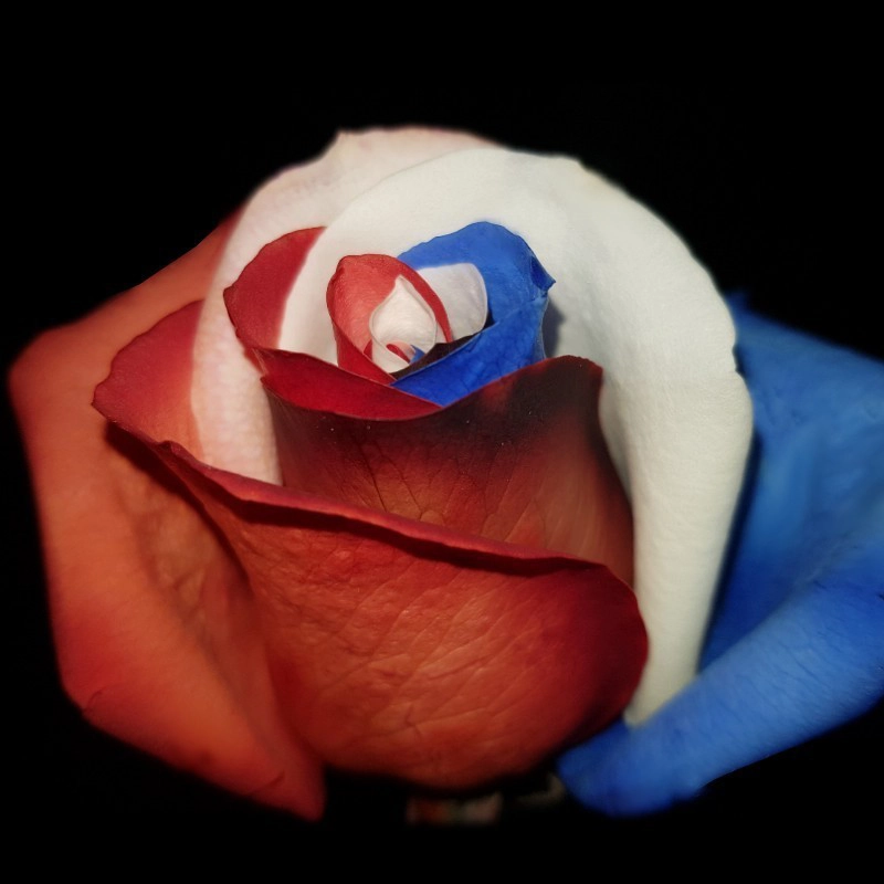 Blue, White & Red Tinted Roses
