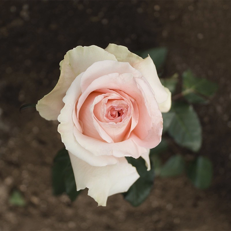 Coral Peach Salma