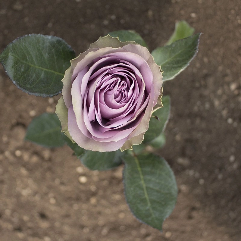 Lavander Tiara