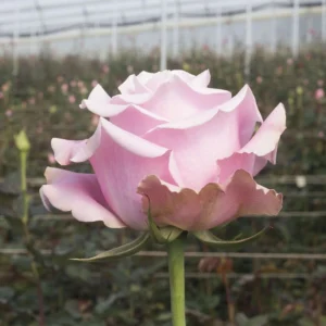 Light Pink Shy