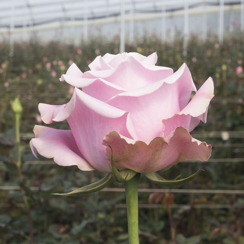Light Pink Shy