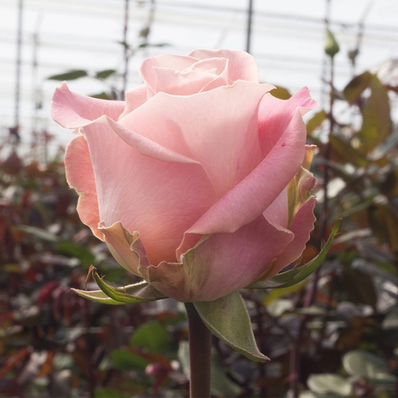 Medium Pink Hermosa