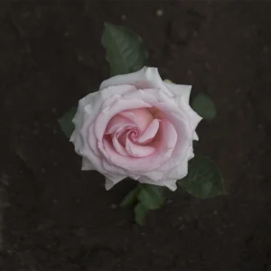 Medium Pink Jessika