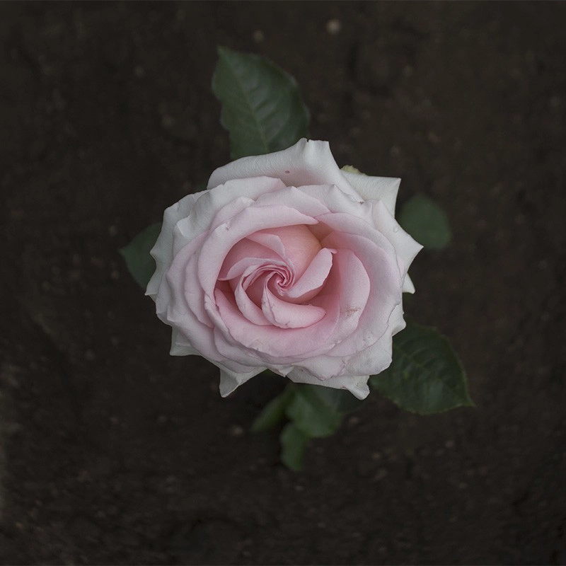 Medium Pink Jessika