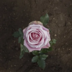 Medium Pink Lorraine