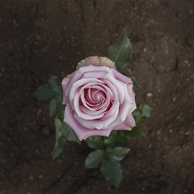 Medium Pink Lorraine