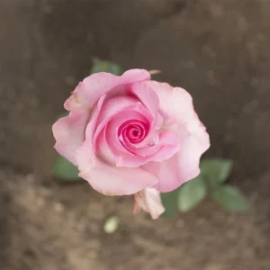 Medium Pink Priceless