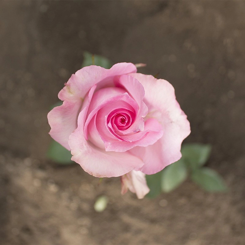 Medium Pink Priceless
