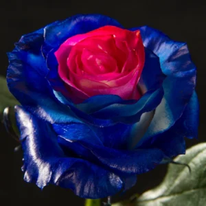 Ocean Blue & Pink