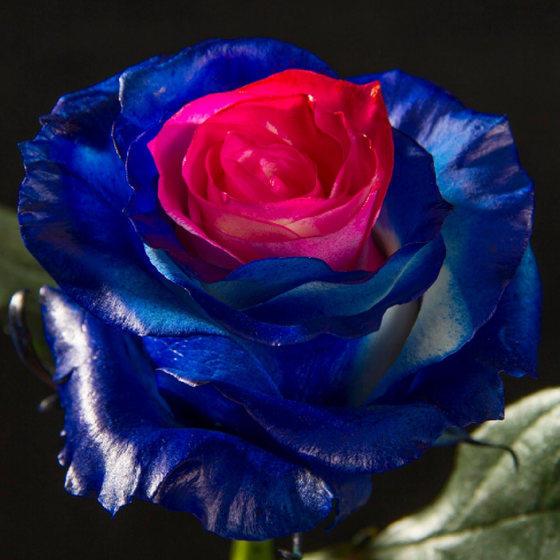 Ocean Blue & Pink