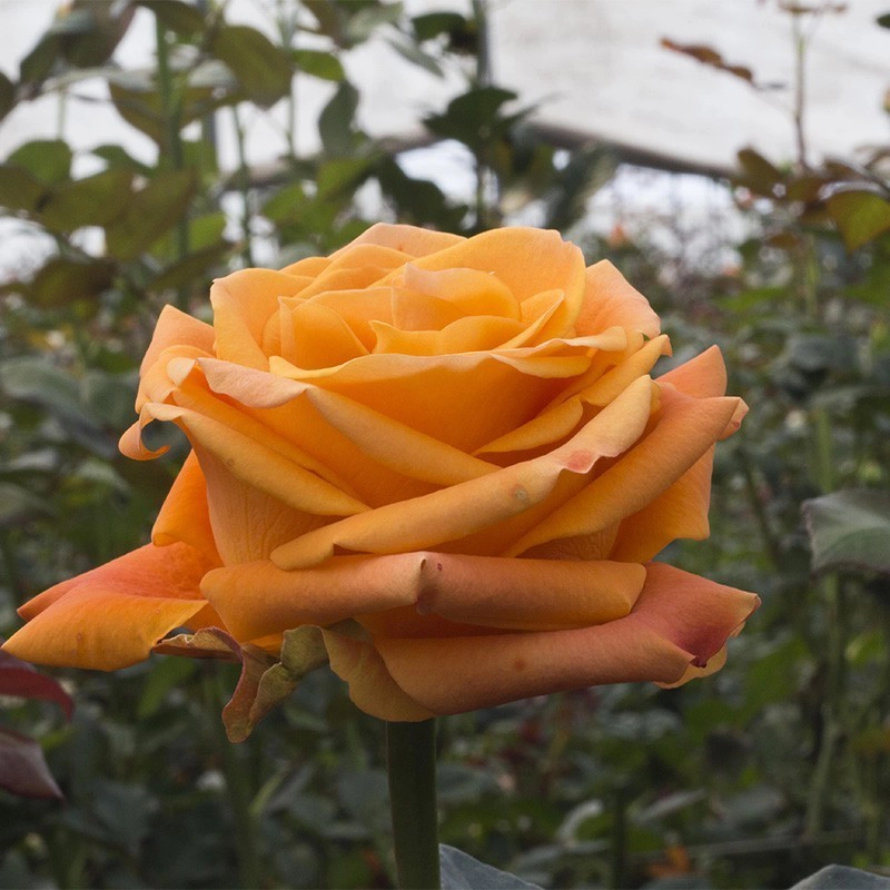 Orange Naranjo