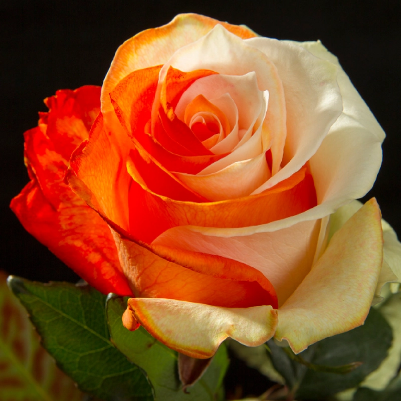 Orange & White