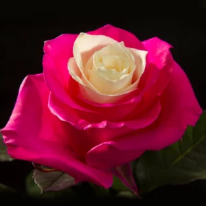 Pink & Center White