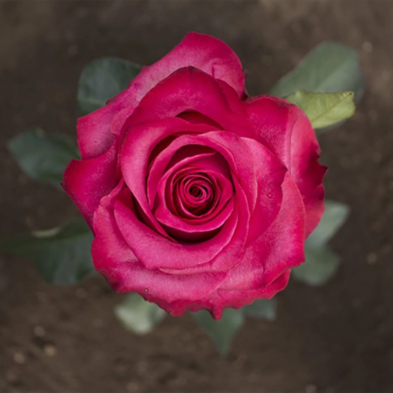 Pink Paloma