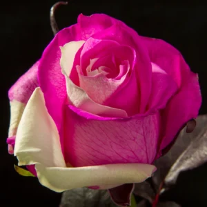 Pink & White