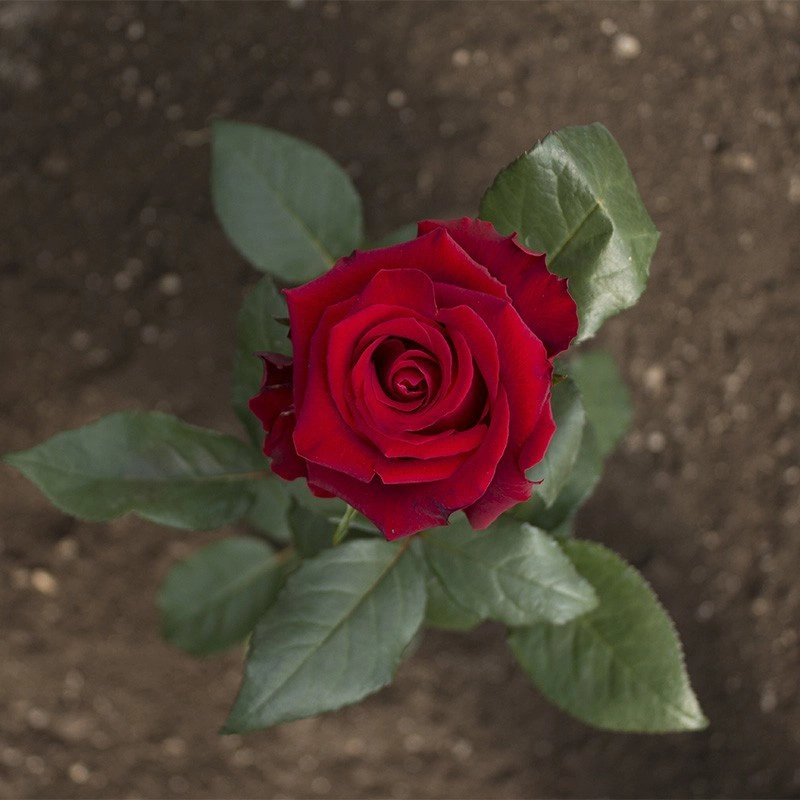 Red Fortune