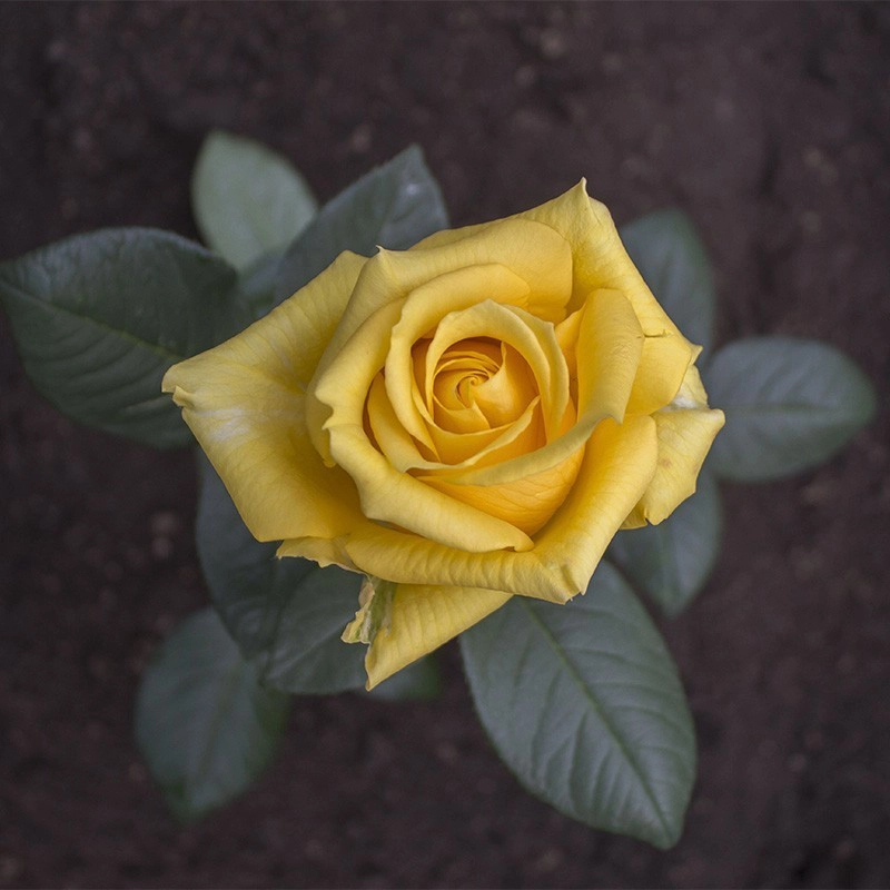 Yellow Reggata
