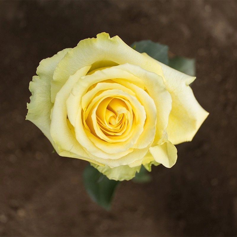 Yellow Super Sun