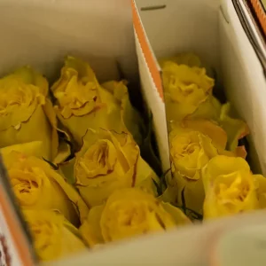 100 Rose Pack