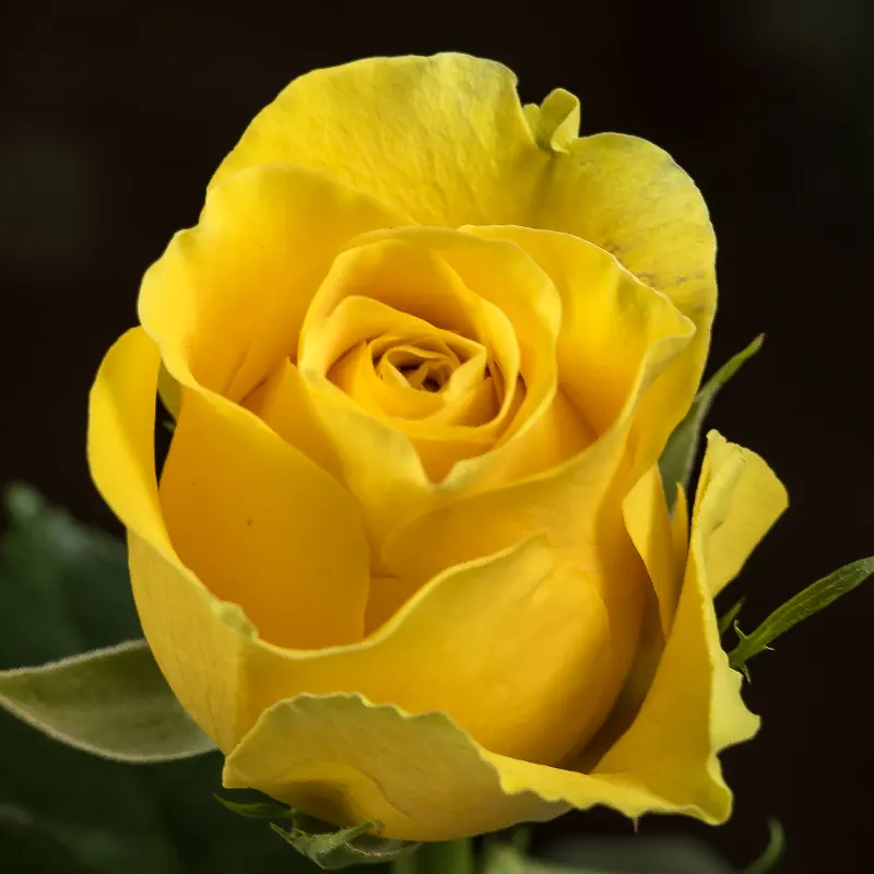 Yellow Brighton
