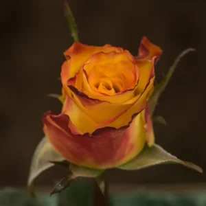 High & Magic Yellow