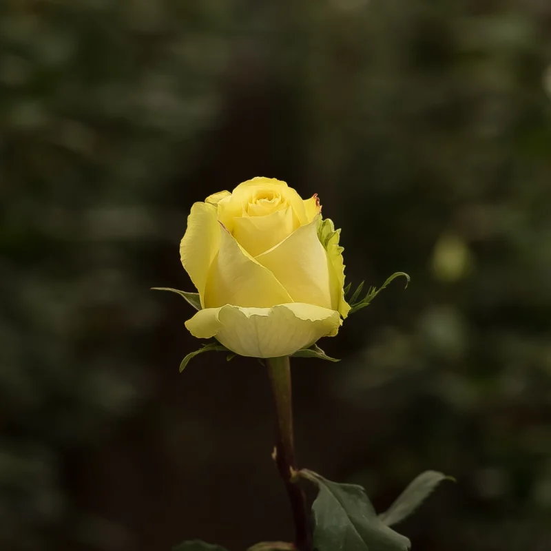 Yellow Tara - Image 2