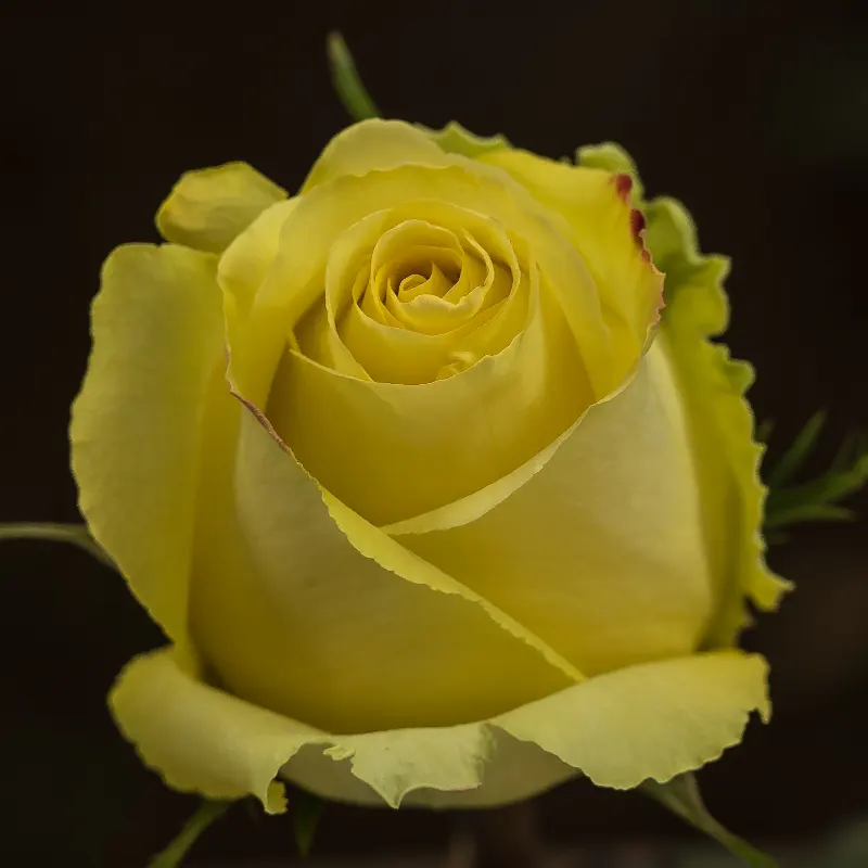 Yellow Tara