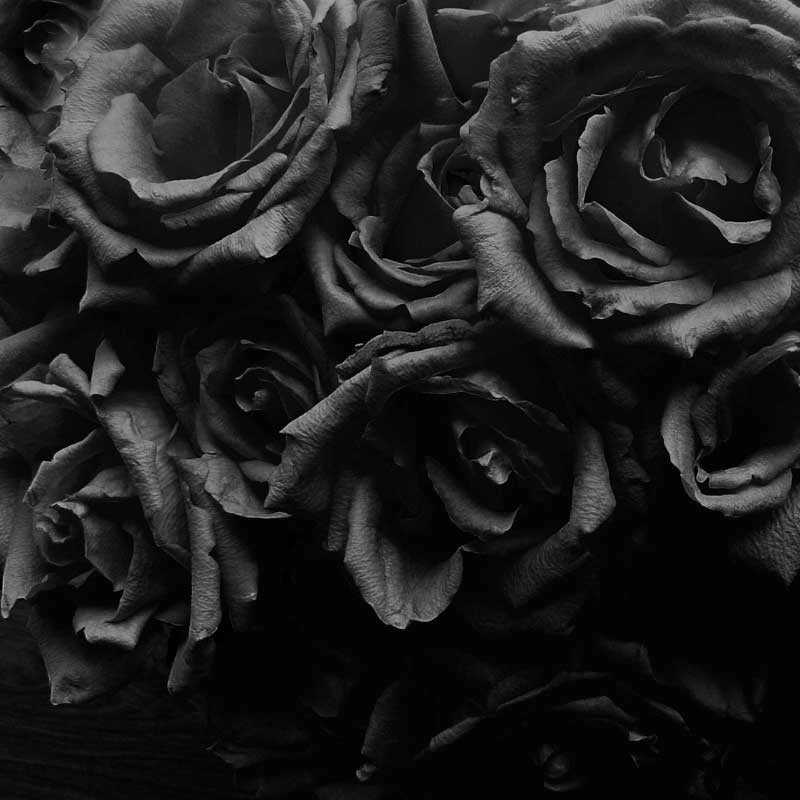 Black Tinted Rose