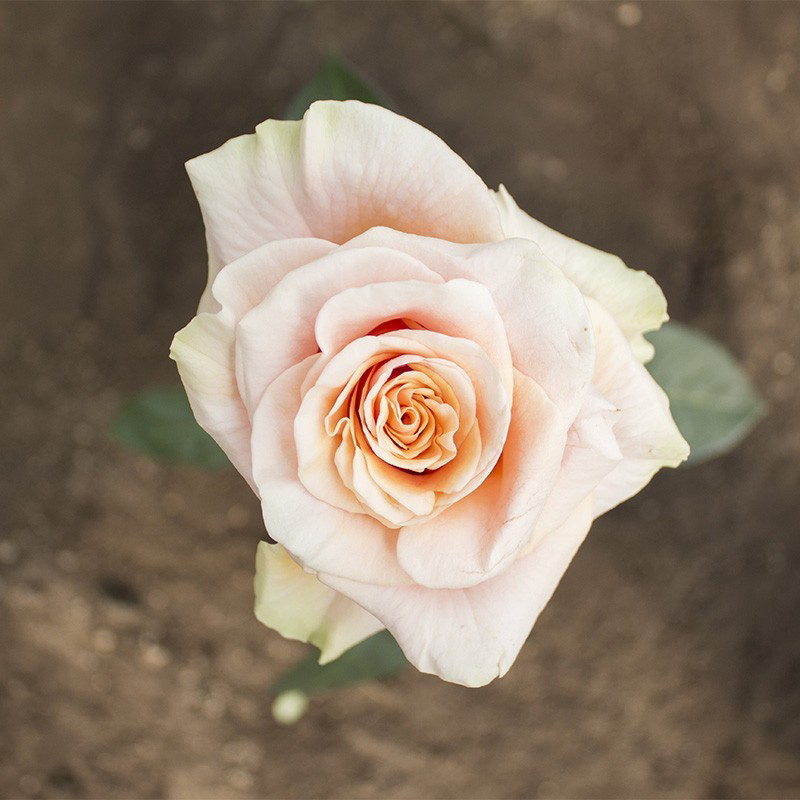 Coral Peach Phoenix