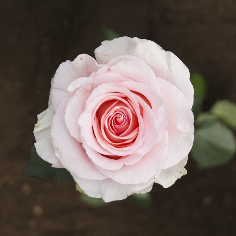 Light Pink Nena