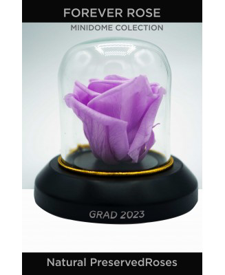 Natural Preserved Mini Dome Collection Grad 2023