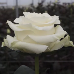 White Candlelight
