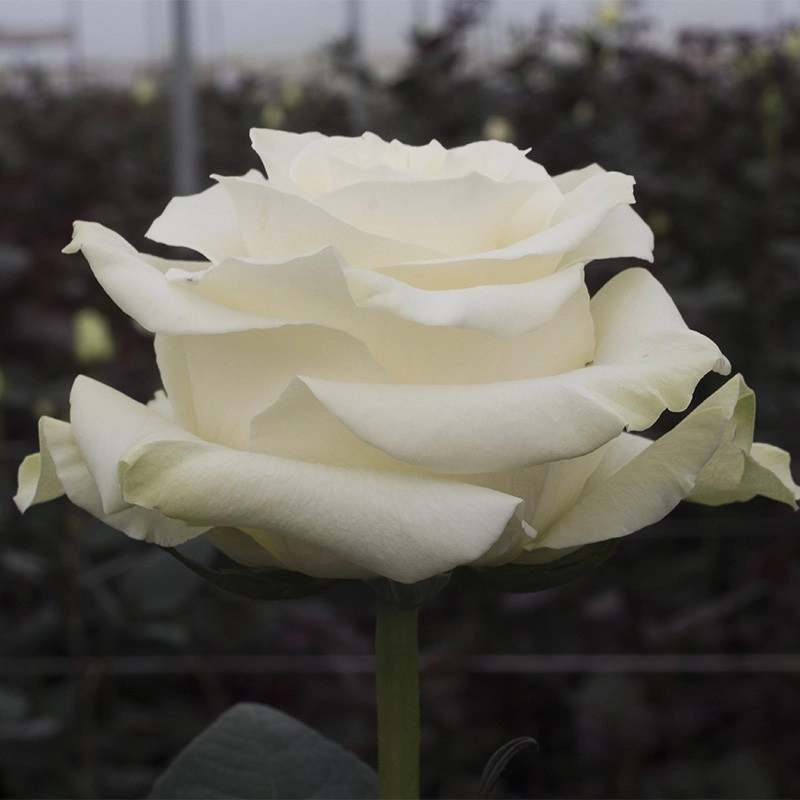 White Candlelight
