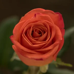 Orange Crush