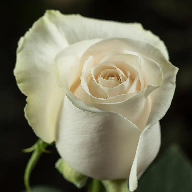 White Vendela